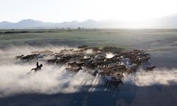 Erciyes Dağı'nın eteklerinde yaşayan yılkı atları