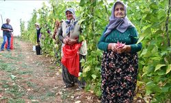 Bilecik'te barbunya hasadı başladı