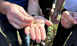 Sinop'ta örnek olarak üretilen karabuğdayda ilk hasat alındı