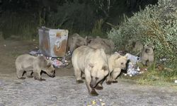 Nemrut’a pikniğe giden vatandaşlara ayı sürprizi