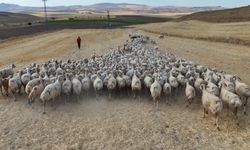 Hayvan sahipleri isyan etti: Türk çoban kalmadı!