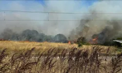 Avcılar'da otluk ve ağaçlık alanda çıkan yangın söndürüldü