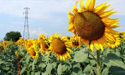 Ayçiçeği tohumu için düşük vergili ithalat imkanı getirildi