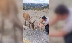 Kızıl geyikler Salda Gölü çevresinde görüntülendi