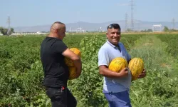 Tarladaki kavun ve karpuzları bedavaya dağıttılar! Herkes akın etti!