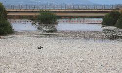 Volos'ta ekolojik OHAL: Deniz yüzeyi balıklarla kaplandı