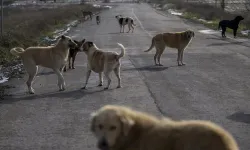 Sokak köpeklerine ilişkin yasa yürürlüğe girdi