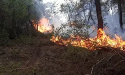 Samsun'da ormanlık alanda yangın: 50 dönümlük zarar!