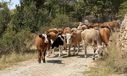 Çankırı’daki orman yangınında soğutma çalışmaları