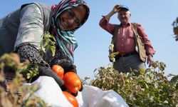 Bakanlık'tan Çiftçiye Büyük Destek: Domates Tarlada Kalmayacak