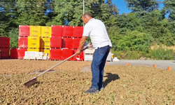 Zonguldak'ta sezonun ilk fındığı harmana indi