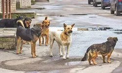 Başıboş köpeğin saldırısına uğrayan çocuk yaralandı