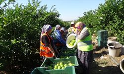 Erdemli'de erkenci limon hasadına başlandı