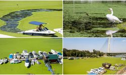 Sava Nehri alg patlamasından dolayı renk değiştirdi