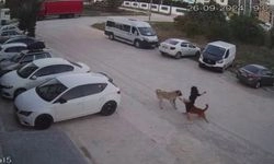 Sokak köpeğinin saldırısına uğradı, Parçalanmaktan zor kurtuldu