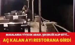 Aç kalan ayı restorana girdi