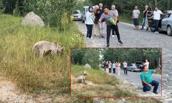 Tehlikeli yakınlaşma! Ayı ile selfie çekip cips ikram ettiler