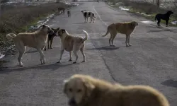 Sahipsiz hayvanlarla ilgili yasal düzenleme AYM'nin gündeminde