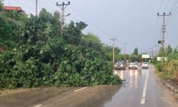 Adana'da fırtına ağacı bakın nasıl devirdi