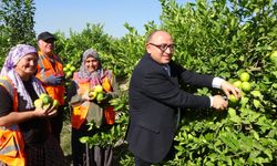 Limonun başkentinde hasat zamanı