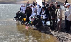 Eğrisu Göleti'ne kırmızı benekli alabalık yavruları salındı