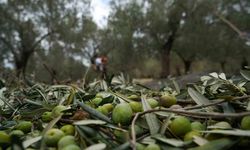 Siyah ve yeşil zeytin ağaçları ayrı ayrı mı, aynı mı?