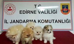 Cins köpekler jandarmaya takıldı