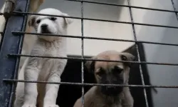 Boş arazide 7 yavru köpek ölüsü bulundu!