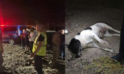 Hatay Dörtyol'da 11 köpek ölü bulundu