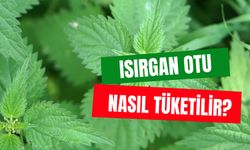 C Vitamini Portakaldan Bile Fazla! Isırgan Otu Nasıl Tüketilir?