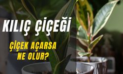 Evinde Bu Çiçekten Olanlara Gün Doğdu! Kılıç Çiçeği Çiçek Açarsa Ne Olur?