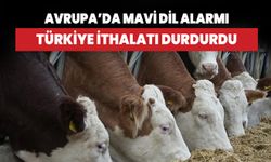 Avrupa’da 'mavi dil' alarmı! Türkiye ithalatı durdurdu