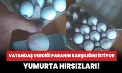 Yumurta hırsızları!