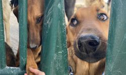 Kütahya'da 4 kişiye saldıran köpek ve yavruları barınağa götürüldü