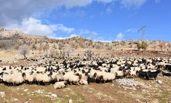 Göçerlerin kışlaklara zorlu yolculuğu devam ediyor