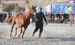 Kapadokya'da ilk defa at festivali düzenlendi