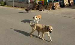 Ordu'da sokak köpekleri dehşet saçtı: Bir kişi bacaklarından yaralandı