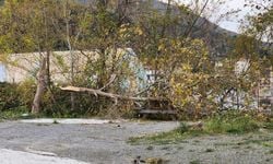 Yalova'da lodosun etkisiyle ağaçlar devrildi