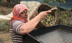 Günlük 3 bin liraya çalışacak işçisi bulumuyor