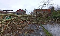 Samsun'da fırtına 650 yıllık çınarı devirdi