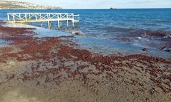 Kızıl yosunlar Tekirdağ açıklarında