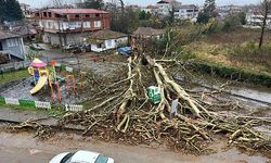 Samsun'da anıt ağaç, fırtınada yıkıldı