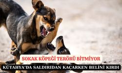 Sokak köpeği faciası bu sefer Kütahya'da