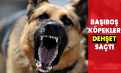 Başıboş köpekler dehşet saçtı! Hayvanseverler ise şaşırtmadı