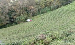 Bir araç Rize'de çay bahçesine yuvarlandı