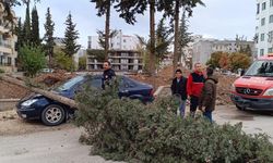 Adıyaman'da park halindeki otomobilin üzerine ağaç devrildi