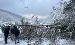 Bolu'da ağaç devrildi, tatilciler yolda kaldı