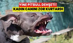 İstanbul'da pitbul dehşeti! Canını zor kurtardı