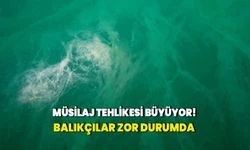 Müsilaj tehlikesi büyüyor! Balıkçılar zor durumda