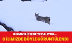 Nesli tükenme tehlikesi altında... Kırmızı listedeki vaşak Tunceli'de görüntülendi